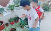自然角：我来照顾薄荷