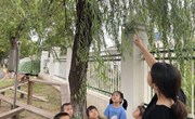 我们的班树：认识柳树