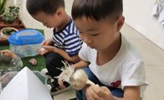 自然角：观察大蒜的变化