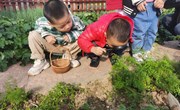 种植园：采收胡萝卜