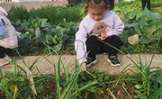 种植园：除草