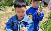 摘蚕豆啦！