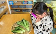 青菜变大了