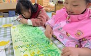 油菜花开了