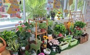 【木香文韵·教研】自然之趣　研思共行 ——港区幼儿园自然角观摩研讨